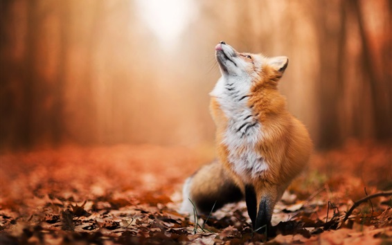 Red-fox-look-up-forest-autumn_m
