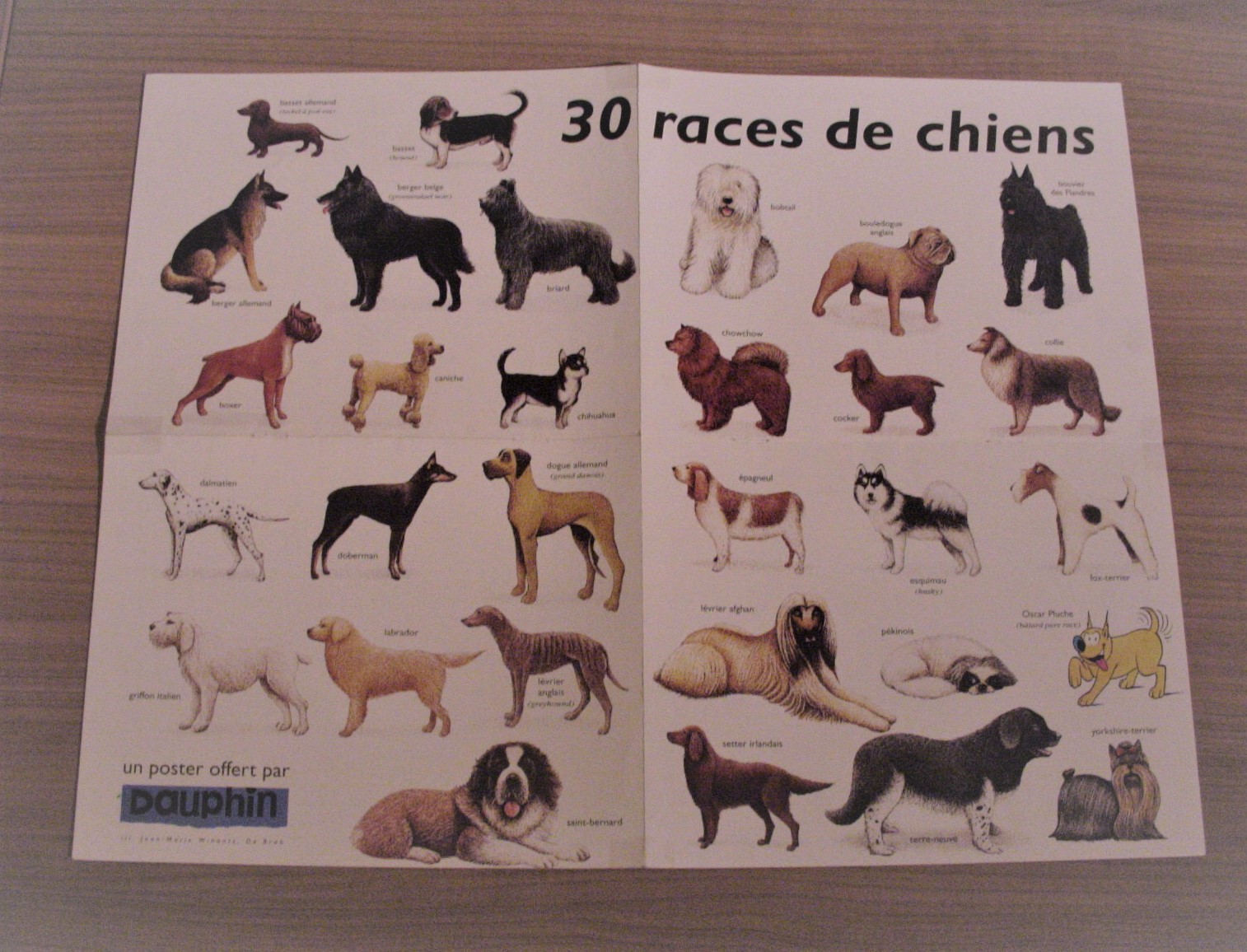 poster-chiens